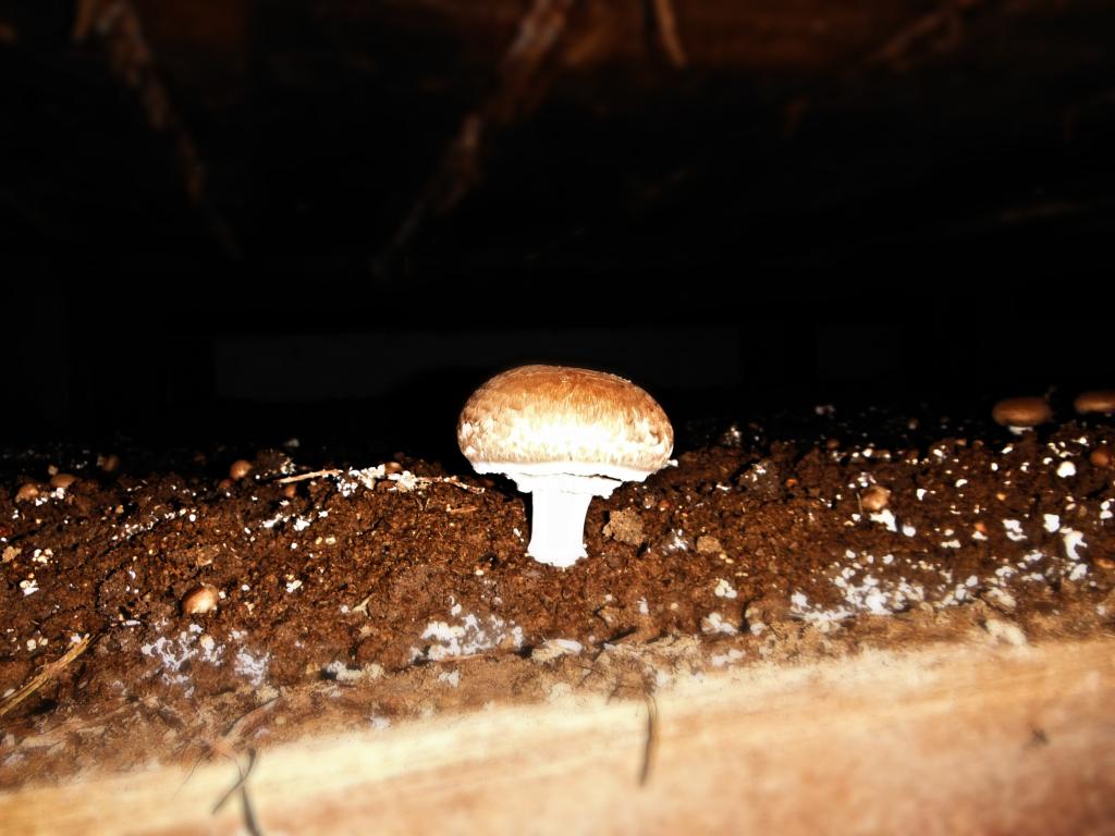 How long does it take to grow mushrooms? | Mountain View Mushrooms